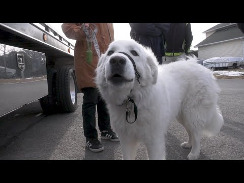 This family dog saved her owner by stopping a car for help