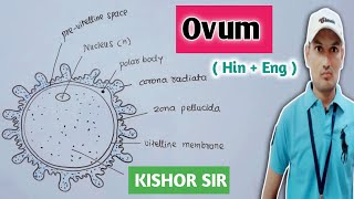 Ovum | Egg | Diagram | Structure | Function | Human Reproduction | Bio | Class 12 | Hindi