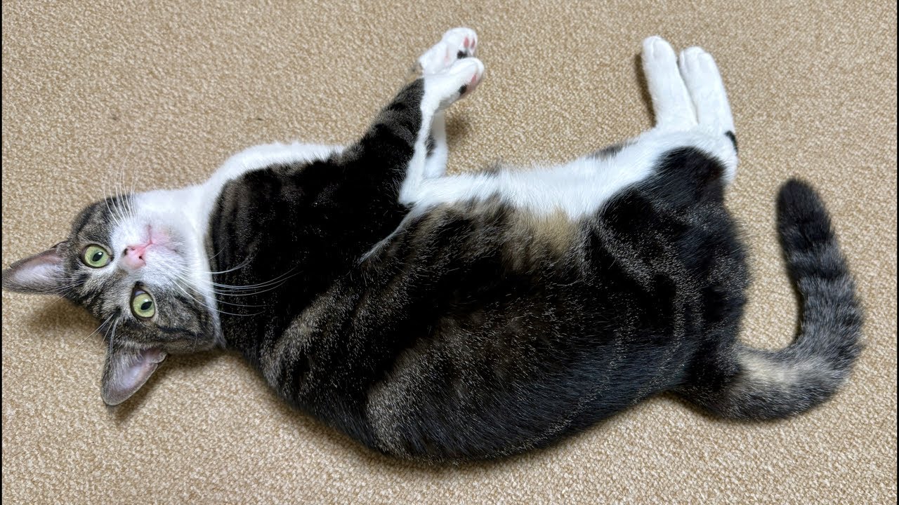 お見合いを終えたプンプンと遊んだり、なでたり配信