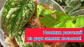 Новинки растений из двух зимних посылок! Редкие сциндапсусы, монстеры и др. Одна посылка замëрзла..