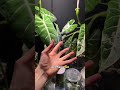 Meine Alocasia muss sofort damit aufhören!🌱😭 #pflanzen #alocasia #pflanzentipps #zimmerpflanzen