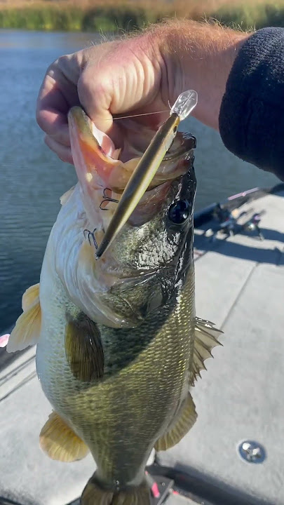 Josh Bertrand Fishing 