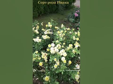 сорт роза Инка - YouTube
