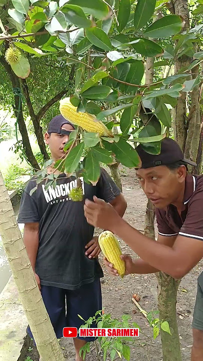 rujak jagung emang mantap #mukbang #rujak