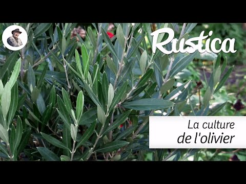 Vidéo: Cultiver des oliviers - Entretien des oliviers en extérieur et en intérieur
