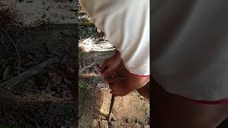 Coconut Husking by Hand #coconutprocessing #satisfying #coconuthusking #coconutindustry #asmr