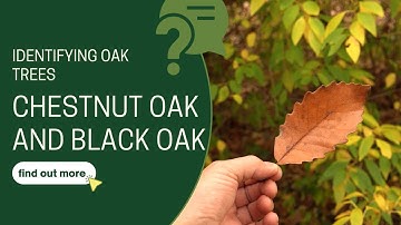 Identifying Oak Trees (Pt. 2): Chestnut Oak & Black Oak