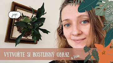 Jak vybrat pokojové rostliny?