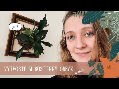 Video: Rostlinný Aspik