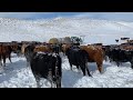 FEEDING COWS AFTER A BLIZZARD | Will T get stuck?