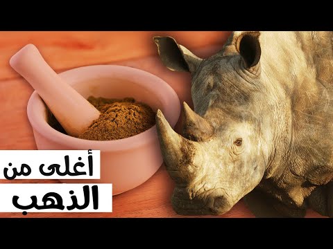 فيديو: هل يستخدم الكركدن أنيابهم؟