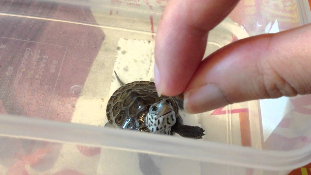 video phone beyonce mp3 鑽B食糧 Diamondback Terrapin eats Feed