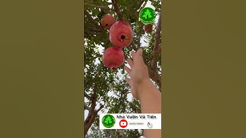 Cây Lựu Cổ Có Dáng Bay Cức Đẹp Đã Con Mắt| Nhà Vườn Vũ Tiến#shorts