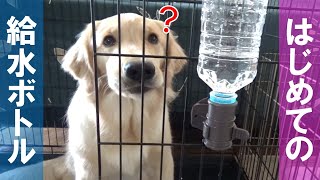 【大型犬ゴールデンレトリバー】はじめての給水ボトル☆上手に飲めるかな？