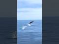 #nature #океаны #sea #айсберг #дельфины #celinedion #титаник
