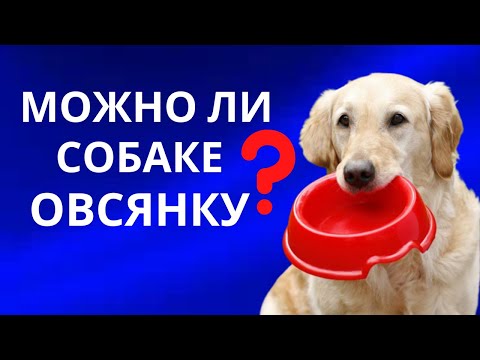 Видео: Вызывает ли овсяная каша собаку?