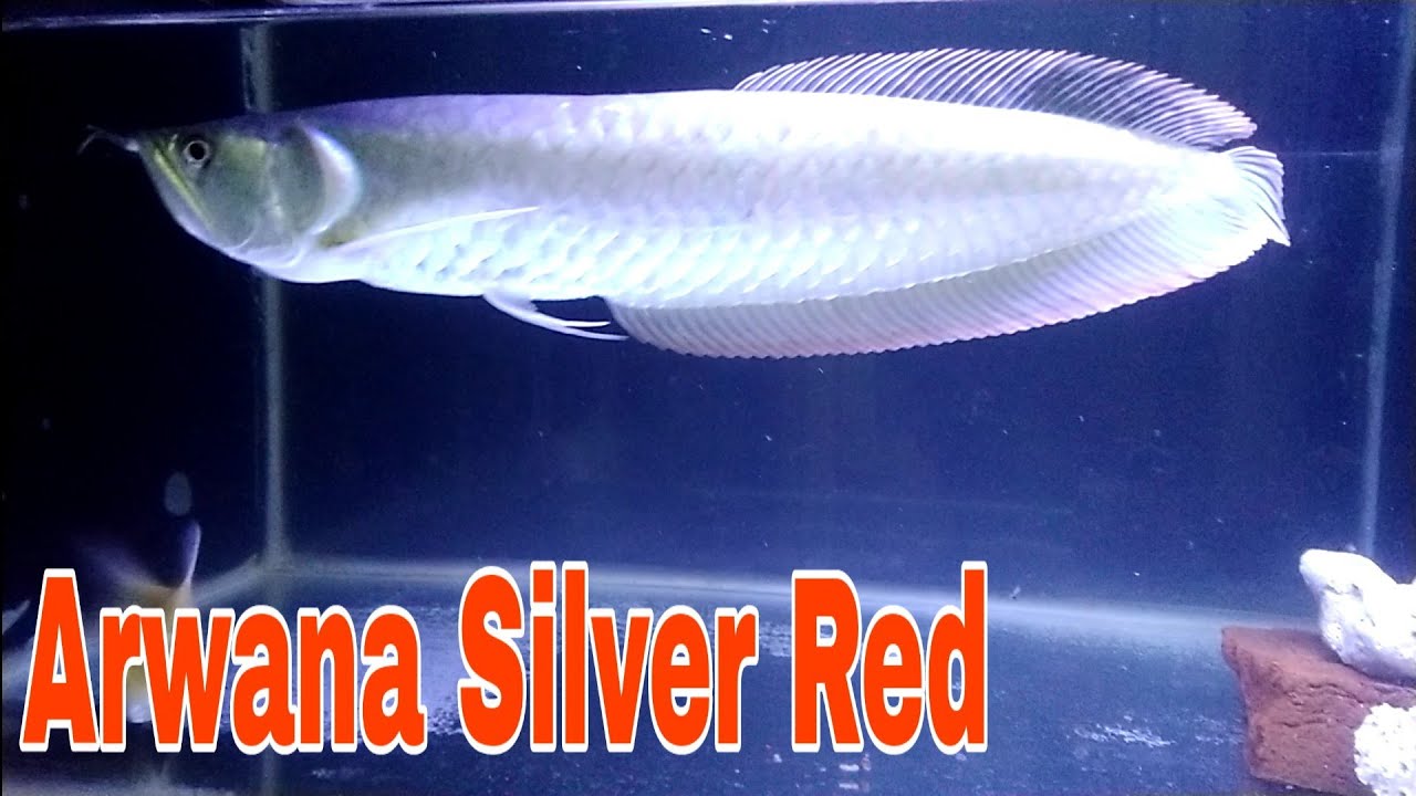 Ikan Arwana Silver  Red Brazil YouTube