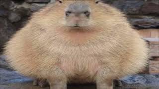 Capbara