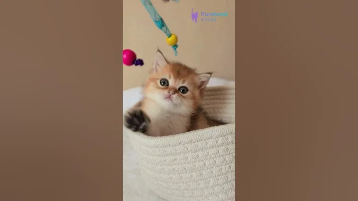 Watch the video about Adopt Boss