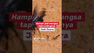 Tawon ini berhasil epic comeback melawan hewan ini #faktahewan #faktaunik #duniahewan #shorts #fyp