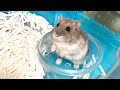 曲に合わせて踊るハムスター【こんぺい】Dancing Hamster