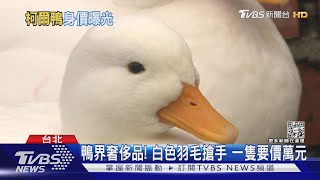 柯爾鴨流浪記! 民眾尋獲公告 警找回家路｜TVBS新聞