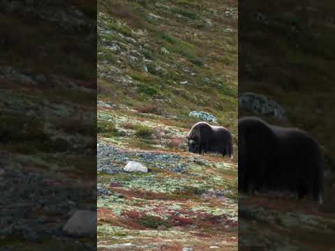 Video: Norsky Naturschutzgebiet in der Amur-Region: allgemeine Merkmale, Flora und Fauna