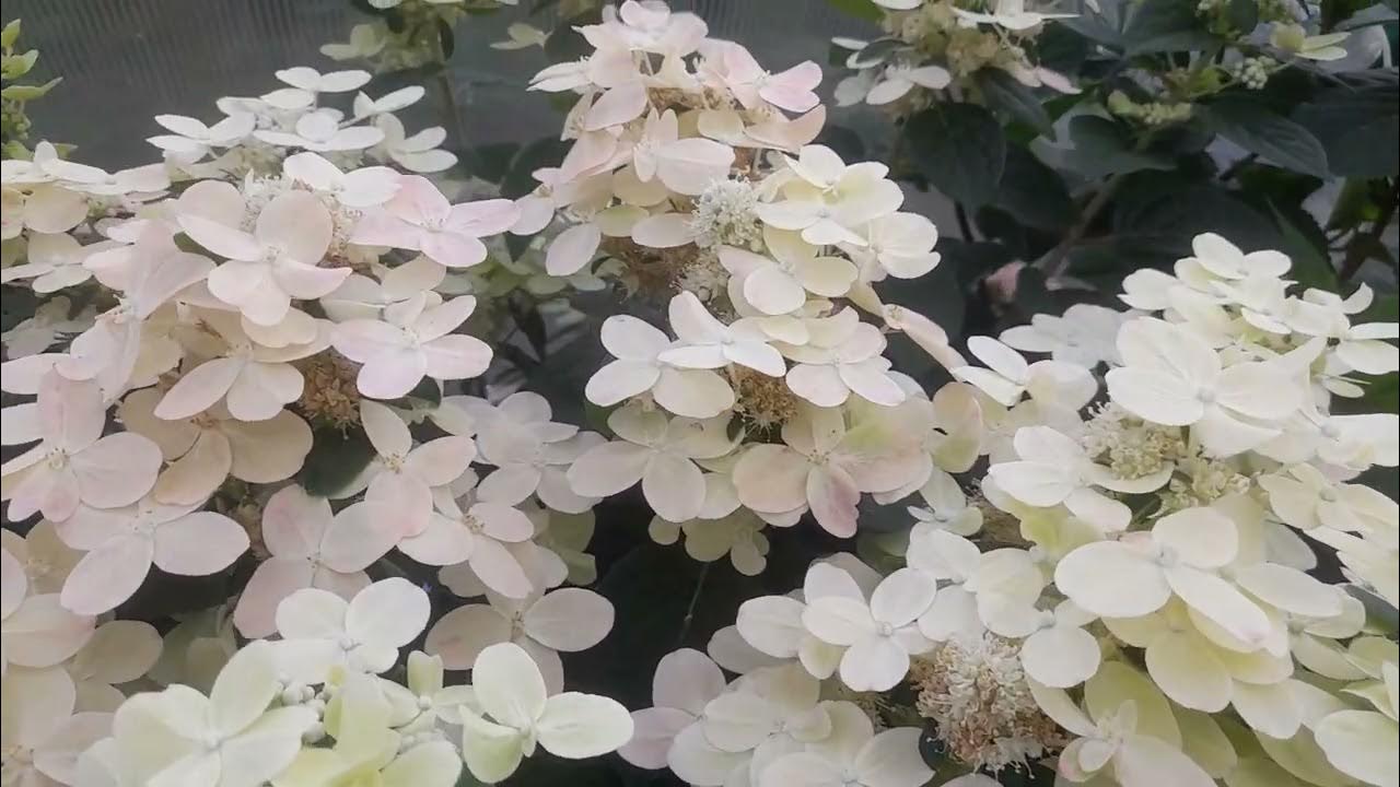 Самая ранняя метельчатая гортензия Полистар!🌿🌿🌿 - YouTube