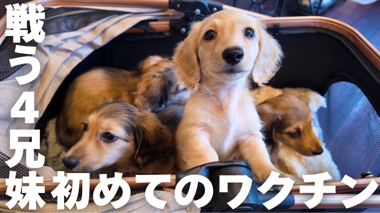 大人への第一歩、初めてのワクチンに奮闘する4兄妹達【ご家族募集中】