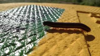 Centipede Crawling