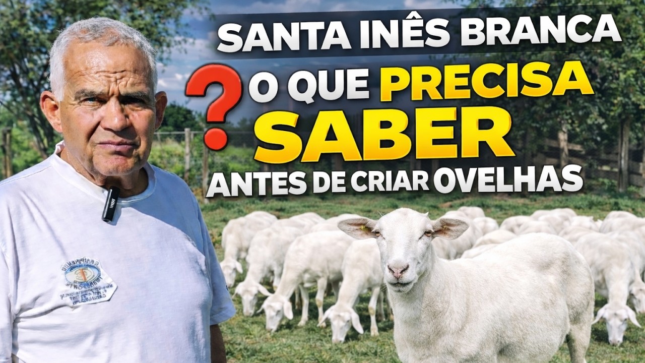 Vai investir em Santa Inês e Dorper? O que você precisa saber antes de comprar