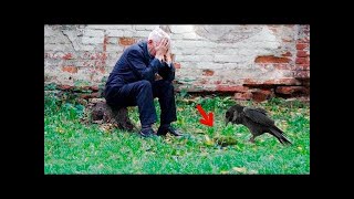 L'homme a pleuré en voyant ce que le corbeau lui avait apporté en guise de remerciement !