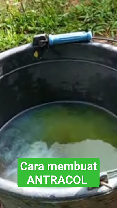 cara membuat fungisida alami video selengkapnya 👇🏻