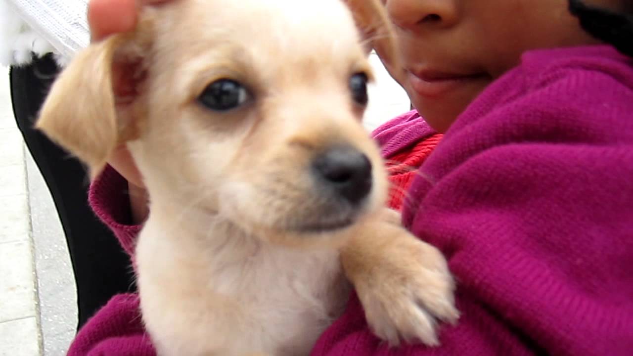 chihuahua terrier