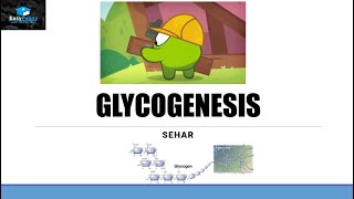 Glycogenesis Explained How The Body Stores Glucose As Glycogen