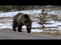 Grizzly Bear Encounters