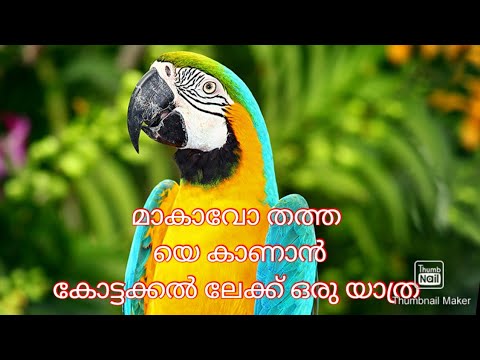essay about parrot in malayalam
