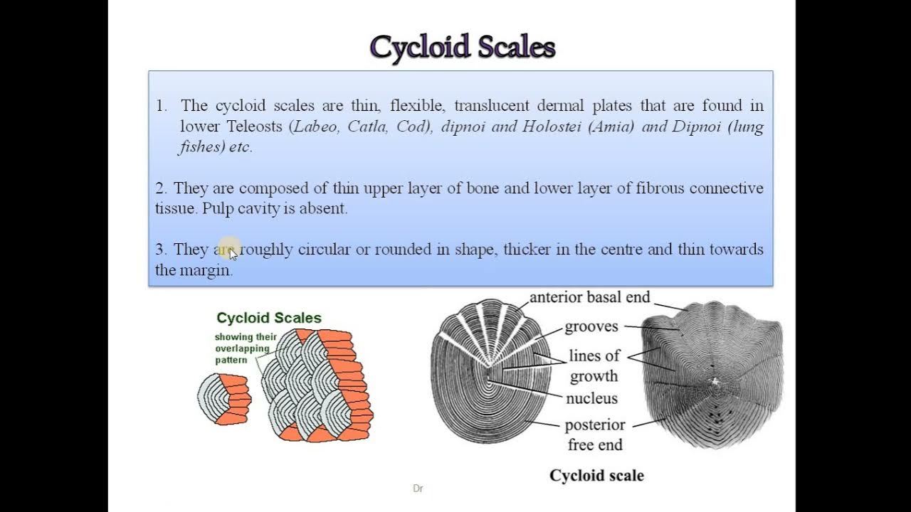 4 Study of types of scales in fishes Placoid scale, Cycloid scale