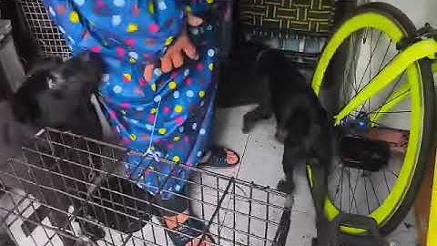 Một mẹ 5 con của ông bảo vệ nuôi nhưng không chăm chị kháng giả của kênh kêu cứu 