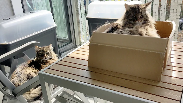 Watch the video about Moss's Box Obsession Goes Outdoors | Norwegian Forest Cats