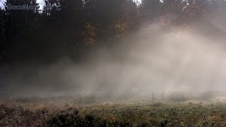 Herbststimmung am schwarzen Wasser (Niederrhein)