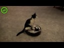 Poes op de roomba robot