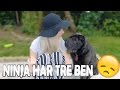 Varför Min Hund Har 3 Ben