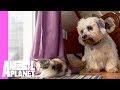 Kitten and Grown Dogs Meet for First Time | Too Cute!