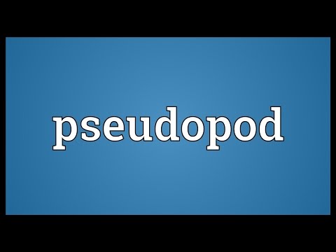 Pseudopod Meaning