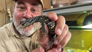 Crocodile Monitors - Tom Crutchfield's Captive Bred Baby