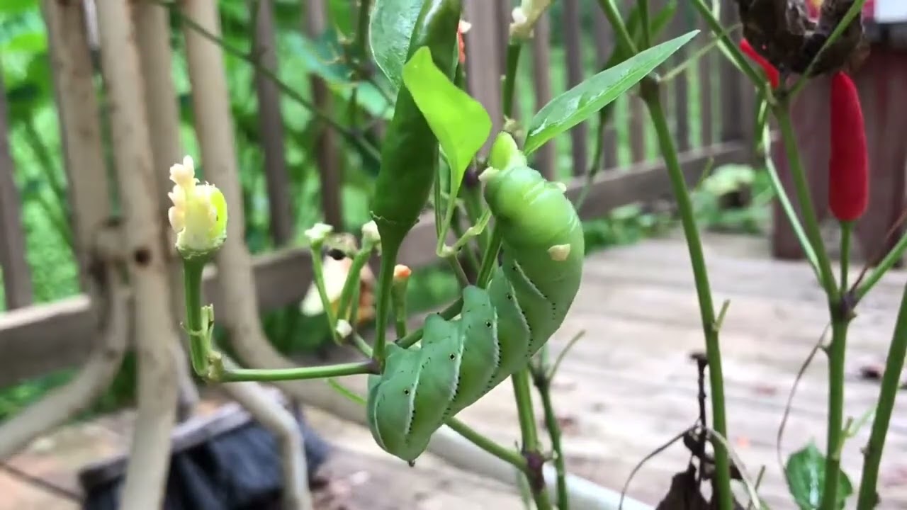 Hornworm eating my hot pepper plants