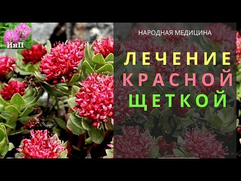 Лечение красной щеткой  Рецепты  настоев и отваров