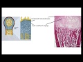 Гістогенез кісткової тканини. Гістологія