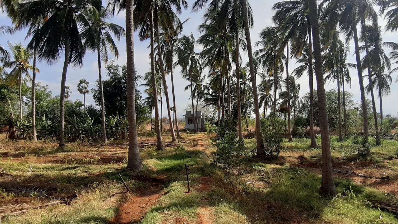 Coconut farm for sale in tirunelveli Located at 15 Kilometer From